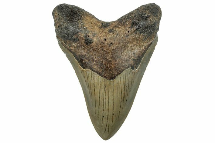 Serrated, Fossil Megalodon Tooth - North Carolina #295248